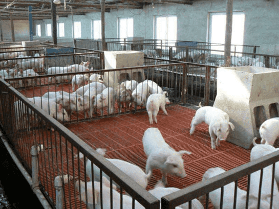 養(yǎng)殖廠平臺(tái)專(zhuān)用玻璃鋼格柵板廠家批發(fā)